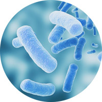Bacillus Coagulans