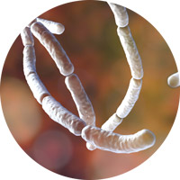 Bacillus Subtilis