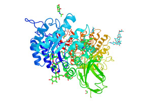 Alpha-Galactosidase