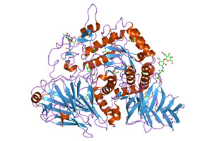 Glucoamylase