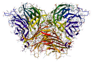 Invertase
