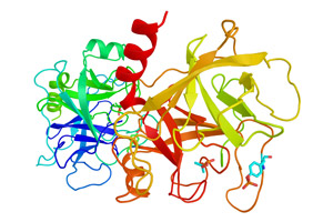 Protease