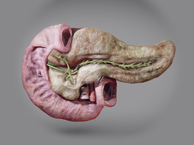 Anatomy of the Pancreas