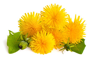 Dandelion Root