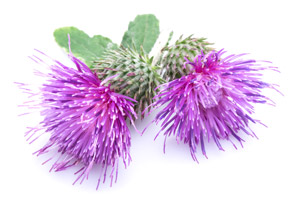 Milk Thistle