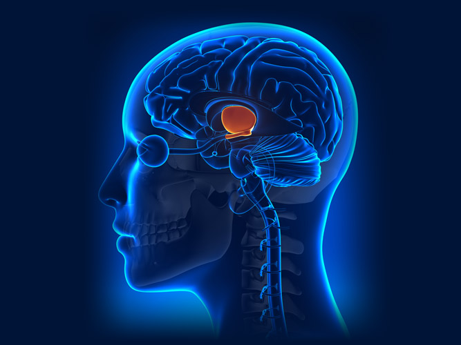 Hypothalamus