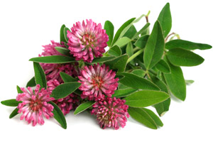 Red Clover