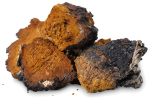 Chaga
