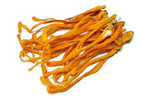 Cordyceps Militaris