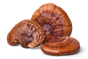 Reishi