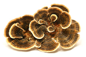 Turkey Tail