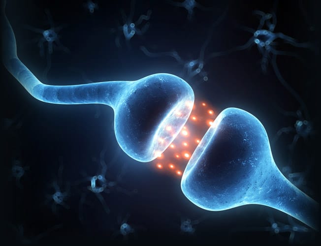 Neuron Synapse