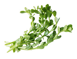 Bacopa Monnieri