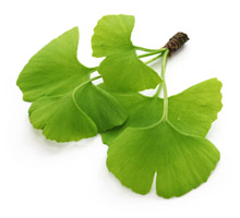 Ginkgo Biloba