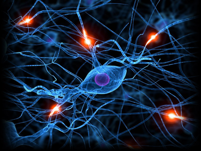 Neural Connections in the Brain