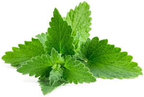 Lemon Balm