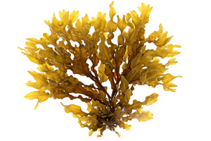 Bladderwrack