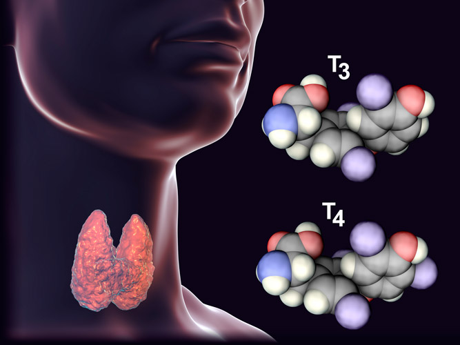 Thyroid Hormones